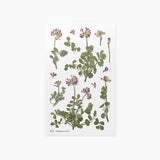 Appree Pressed Flower Deco Sticker - Astragalus Sinicus