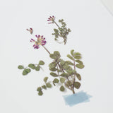 Appree Pressed Flower Deco Sticker - Astragalus Sinicus -  - Planner Stickers - Bunbougu