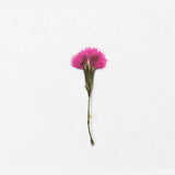 Appree Pressed Flower Deco Sticker - China Pink -  - Planner Stickers - Bunbougu