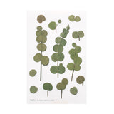 Appree Pressed Flower Deco Sticker - Eucalyptus