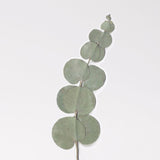 Appree Pressed Flower Deco Sticker - Eucalyptus -  - Planner Stickers - Bunbougu