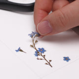 Appree Pressed Flower Deco Sticker - Forget Me Not -  - Planner Stickers - Bunbougu