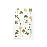 Appree Pressed Flower Deco Sticker - Four Leaf Clover