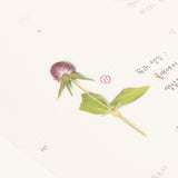 Appree Pressed Flower Deco Sticker - Globe Amaranth -  - Planner Stickers - Bunbougu