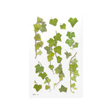 Appree Pressed Flower Deco Sticker - Ivy -  - Planner Stickers - Bunbougu