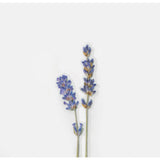 Appree Pressed Flower Deco Sticker - Lavender -  - Planner Stickers - Bunbougu