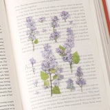 Appree Pressed Flower Deco Sticker - Lilac -  - Planner Stickers - Bunbougu