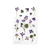 Appree Pressed Flower Deco Sticker - Manchurian Violet