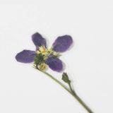 Appree Pressed Flower Deco Sticker - Manchurian Violet -  - Planner Stickers - Bunbougu