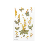 Appree Pressed Flower Deco Sticker - Mimosa