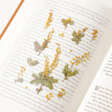 Appree Pressed Flower Deco Sticker - Mimosa -  - Planner Stickers - Bunbougu