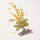 Appree Pressed Flower Deco Sticker - Mimosa -  - Planner Stickers - Bunbougu