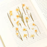 Appree Pressed Flower Deco Sticker - Narcissus -  - Planner Stickers - Bunbougu