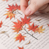 Appree Pressed Flower Deco Sticker - Palmate Maple -  - Planner Stickers - Bunbougu