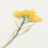 Appree Pressed Flower Deco Sticker - Rapeseed Flower -  - Planner Stickers - Bunbougu