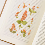 Appree Pressed Flower Deco Sticker - Salvia -  - Planner Stickers - Bunbougu