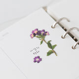 Appree Pressed Flower Deco Sticker - Verbena -  - Planner Stickers - Bunbougu